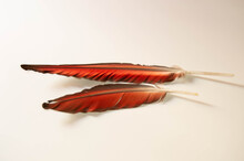 Red Or Brown Feather On White Background. Parrot Or Macaw Feathers.