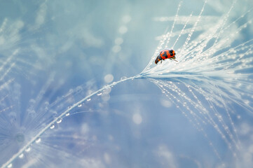 Wall Mural - ladybug on the mushrooms