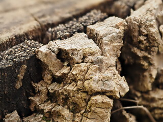 Canvas Print - bark of a tree