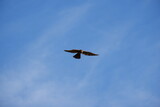 Fototapeta Na sufit - Falcon Hunting - Germany 2021