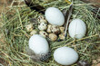 © knipseria - Ostereier im natürlichen Nest aus Heu, verschiedene Eier von Wachtel, Fasan, Huhn, Ente und Gans