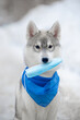 Little puppy dog breed Siberian husky sits blue handkerchief holds a medical mask in the teeth Beautiful gray puppy reminds of protection from the viru