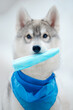 Little puppy dog breed Siberian husky sits blue handkerchief holds a medical mask in the teeth Beautiful gray puppy reminds of protection from the viru