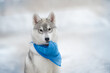 Little puppy dog breed Siberian husky sits blue handkerchief in teeth Beautiful gray puppy sits winter in the snow