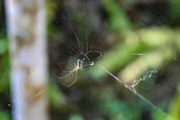 spider hunting bug in its web