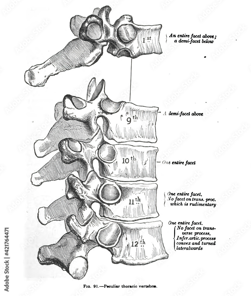 Vertical anatomy drawing and text of the peculiar thoracic vertebrae, from the 19th century