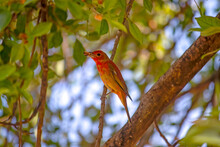 Immature Summer Tanager (Piranga Rubra) In A Tree On A Sunny Day In Mexico. His Feathers Will Be All Red Once He Matures.