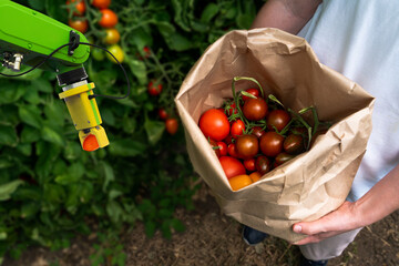 Aufkleber - Farmer and robot hand pick tomatoes in the greenhouse. Farmer put tomatoes in a bag. Organic farm.