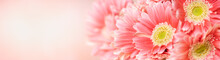 Nature Of Pink Flower In Garden Using As Background Natural Flora Cover Page Or Banner Design