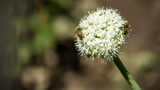 Fototapeta Kuchnia - Pszczoła siedząca na kwitnącym czosnku