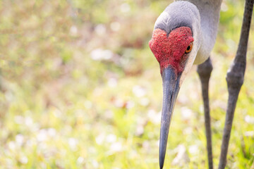 Florida crane bird