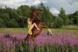 Brown hors on hind legs, beautiful woman with long hair in yellow dress riding bareback a horse in among purple flowers