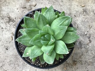 plant in a pot, green succulent in nature garden 