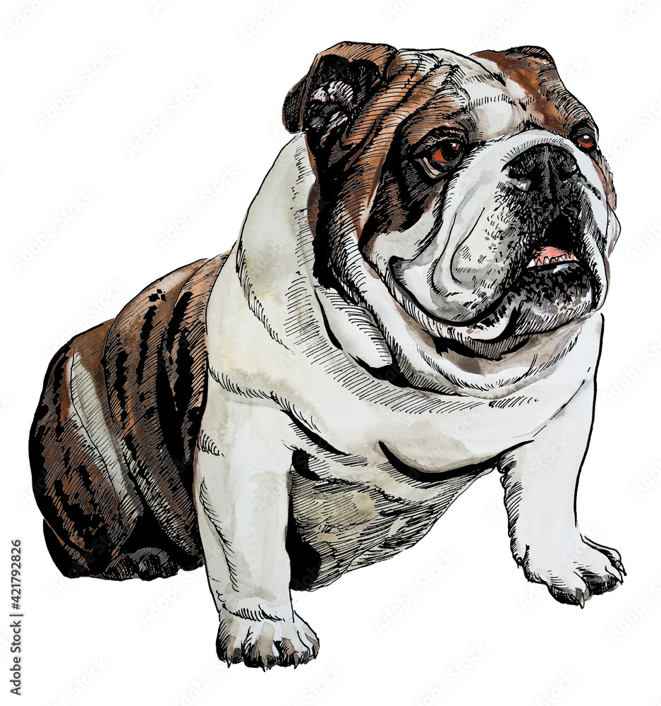 brown english bulldog drawn in watercolour and ink Stock Illustration |  Adobe Stock, image size:937x1000