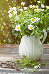 Wall Mural - Daisies in jug on table