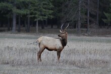 Elk In A Field