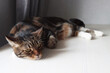 © Anna_Barynina - A large tabby cat lies on a white table with open eyes. Pensive pet. White paws. Rest after active games