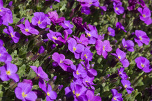 Tapis De Fleurs D'aubriettes Violettes