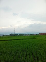 field and blue sky