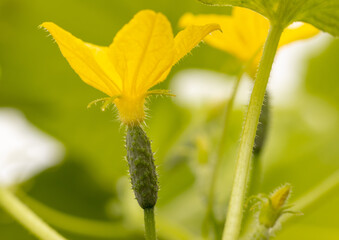 Close-up of a yellow flower on a cucumber.