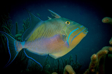 Colourful coral reef life in the Caribbean