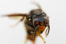 Macro Shot Of A Hornet In Front Of A White Background