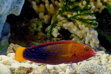 Canvas Print - Coris gaimard, the yellowtail wrasse or African coris, among other vernacular names, is a species of wrasse native to the tropical waters of the central Indian Ocean and the western Pacific Ocean, fro