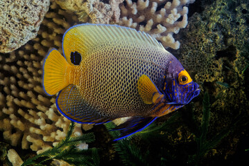 Poster - Pomacanthus xanthometopon is a marine ray-finned fish, a marine angelfish belonging to the family Pomacanthidae found in shallow parts of the Indo-Pacific. It is commonly known as the blueface angelfi