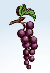 Wall Mural - Currants on branch. Vector drawing