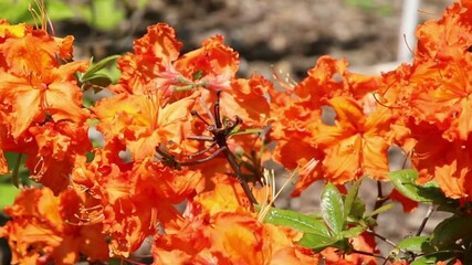 Sticker - Blossoming flowers rhododendron in the  Minsk a botanical garden, nature background.
