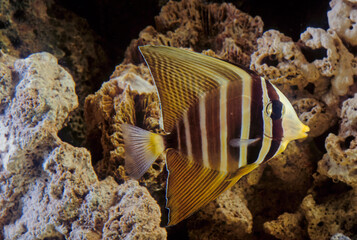 Wall Mural - The sailfin tang (Zebrasoma veliferum) is a marine reef tang in the fish family Acanthuridae.