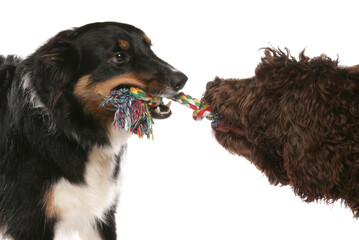 Wall Mural - Two dogs playing tug of war