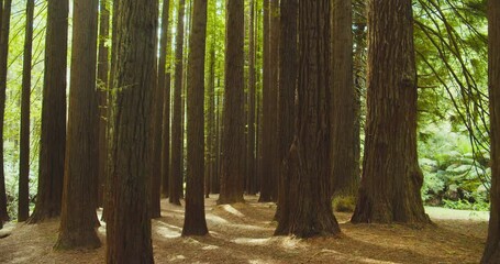 Wall Mural - Californian redwood forest, Otway National Park, Australia