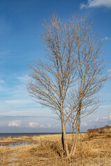 Tall tree on the shore against the background of the sky