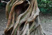 Tree With Unusual Twisted Roots And Trunk In A Woods