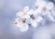 Białe kwiaty wiśni (Cherry blossom). Sezon wiosenny
