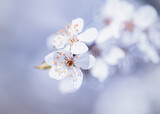Fototapeta Kwiaty - Wiosna w ogrodzie