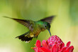 Scaly-breasted hummingbird - Phaeochroa cuvierii species of hummingbird in the family Trochilidae, green bird flying and feeding on the pink red blossom bloom flower