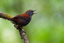 Riverside Wren - Cantorchilus Semibadius Species Of Bird In The Family Troglodytidae, Found In Costa Rica And Panama, Habitat Is Subtropical Or Tropical Moist Lowland Forests. Singing On Green
