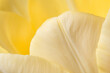 macro photo of petals of yellow tulip flower