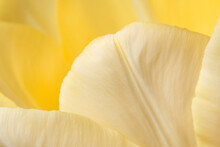 Macro Photo Of Petals Of Yellow Tulip Flower