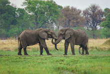 Closeup Shot Of Young Elephants In The Safari In Africa