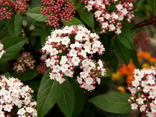 Tokyo,Japan-March 20,2021: Closeup of Viburnum tinus,laurustinus, laurustine or laurestine
