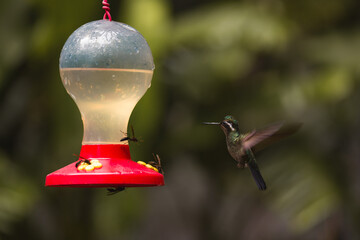 green hummingbird drinking sugar water from bird feed in costa rica tropical rainforest natural reserve