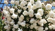 Abundantly Blooming Bush Of Entwined White Roses On A Beautiful Forged Fence On A Sunny Day. The Concept Of Gardening, Landscaping Of Private Territories And Botanical Gardens.