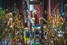 Yard Decorated For Halloween - Spooky -with  Skull Heads, Corn Stalks And Old Fenced Entrance.