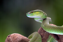 White-lipped Island Pit Viper Coiled Around A Tree Branch, Indonesia