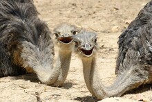 Ostriches In A Field