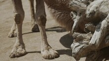 This Close Up Video Shows A Hungry Dromedary Camel Eating And Foraging For Food On The Ground.