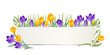 Banner mit Frühlingsblumen, Schneeglöckchen, gelbe und lila Krokusse, und blanko Schild, 
Vektor Illustration isoliert auf weißem Hintergrund 
